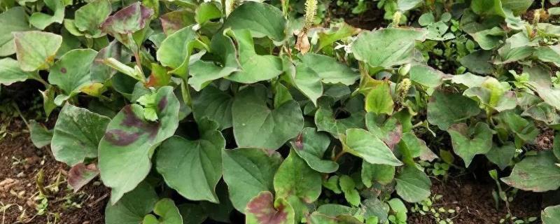 鱼腥草怎么种植，按照20厘米的间距定植根茎