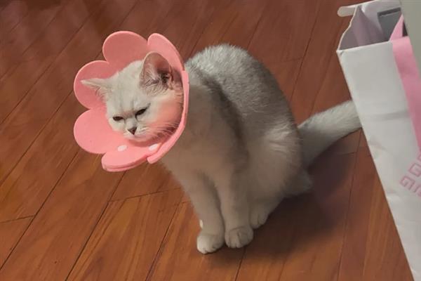 猫咪心肌病有何症状，具有呼吸急促、精神状态和食欲下降等表现
