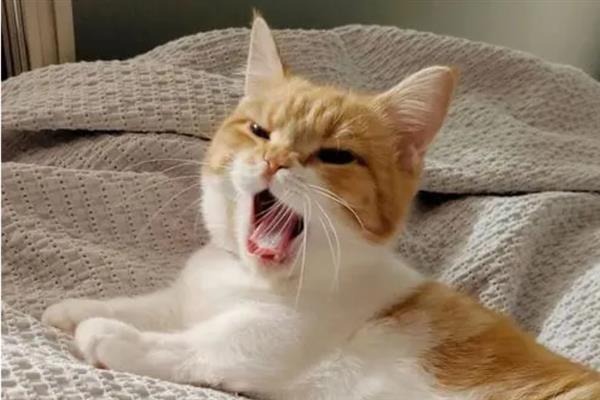 猫咪心肌病有何症状，具有呼吸急促、精神状态和食欲下降等表现