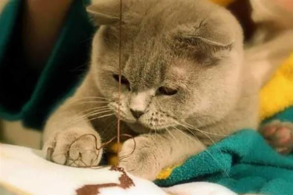 猫咪心肌病有何症状，具有呼吸急促、精神状态和食欲下降等表现