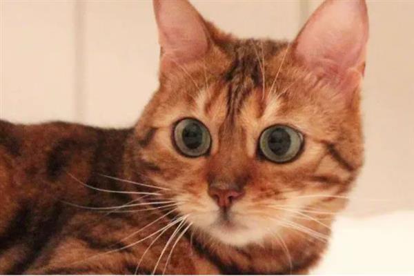 猫咪心肌病有何症状，具有呼吸急促、精神状态和食欲下降等表现