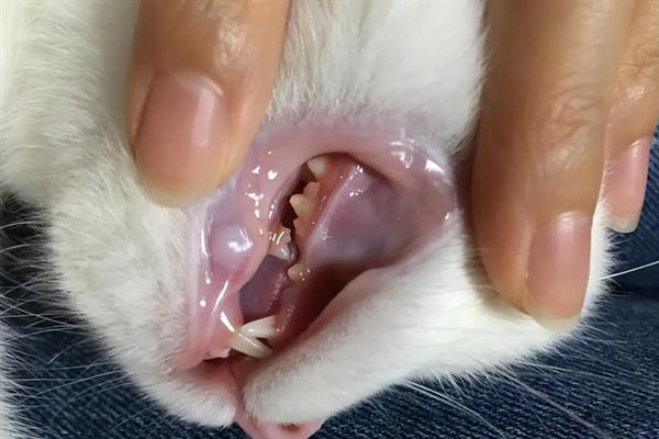 猫咪心肌病有何症状，具有呼吸急促、精神状态和食欲下降等表现