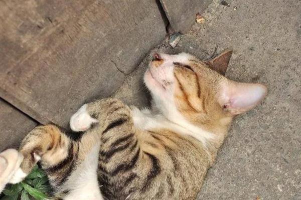猫咪心肌病有何症状，具有呼吸急促、精神状态和食欲下降等表现
