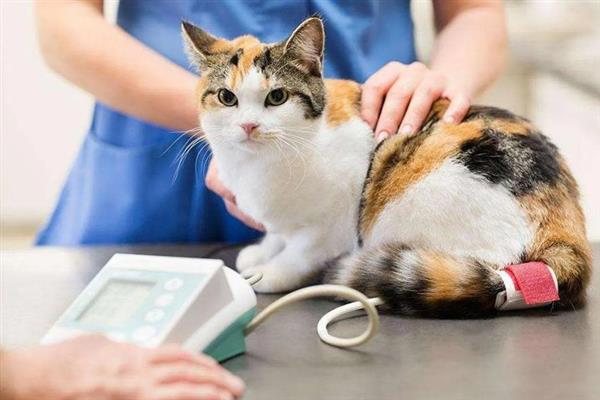 猫咪心肌病有何症状，具有呼吸急促、精神状态和食欲下降等表现