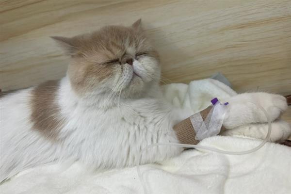 猫咪心肌病有何症状，具有呼吸急促、精神状态和食欲下降等表现