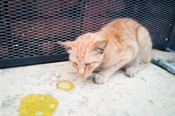 猫咪心肌病有何症状，具有呼吸急促、精神状态和食欲下降等表现