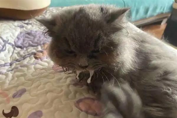 猫咪心肌病有何症状，具有呼吸急促、精神状态和食欲下降等表现