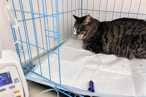 猫咪心肌病有何症状，具有呼吸急促、精神状态和食欲下降等表现