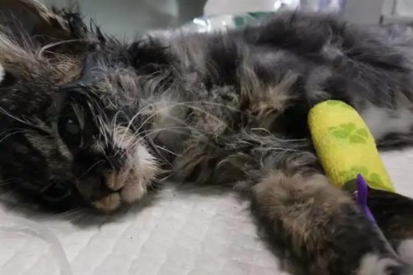 猫咪心肌病有何症状，具有呼吸急促、精神状态和食欲下降等表现