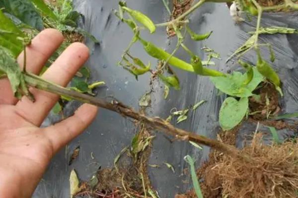 辣椒死苗怎么办，根据病害类型喷施对应药物