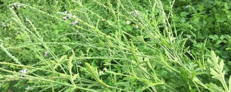 马鞭草有什么种类，分为柳叶马鞭草、柠檬马鞭草等品种