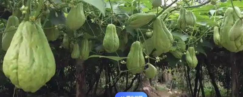 什么时候种植佛手瓜，在4-5月份种植可提高成活率