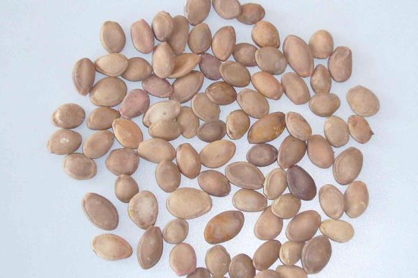 什么时候种植佛手瓜，在4-5月份种植可提高成活率