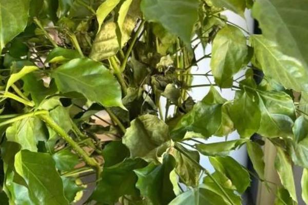幸福树的养殖方法，适合它生长的温度在20-30℃