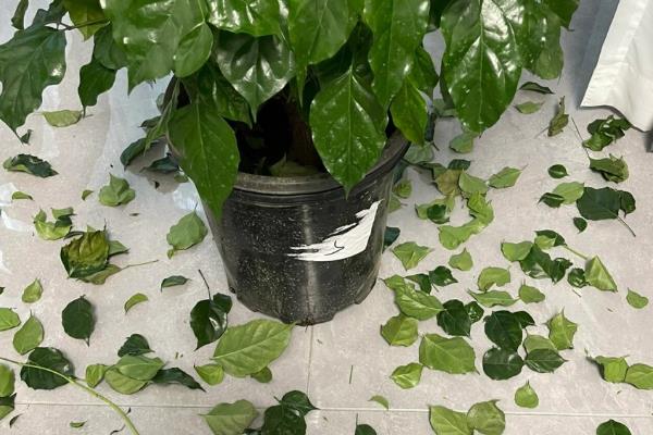 幸福树的养殖方法，适合它生长的温度在20-30℃