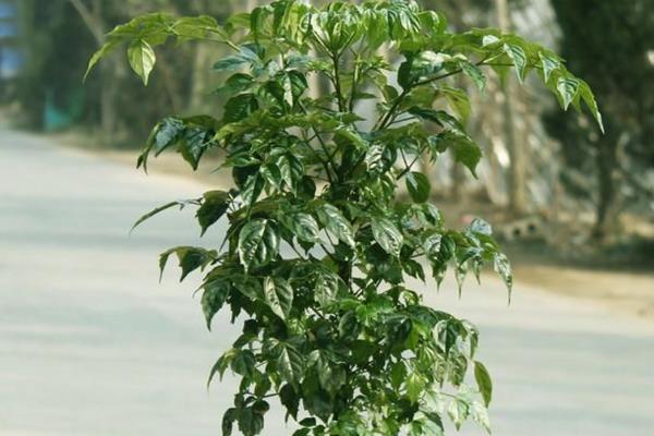 幸福树的养殖方法，适合它生长的温度在20-30℃
