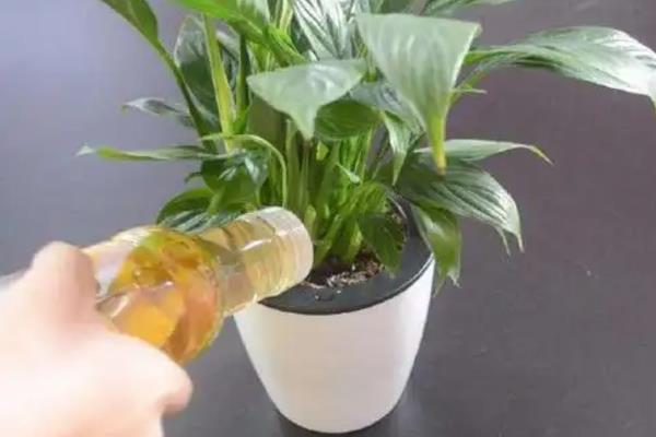橘子皮泡水能不能浇花，可以浇花