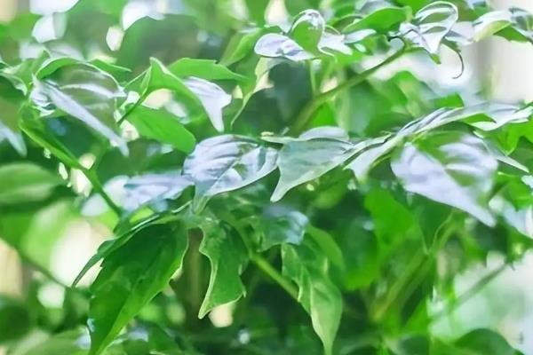 幸福树的养殖方法，适合它生长的温度在20-30℃