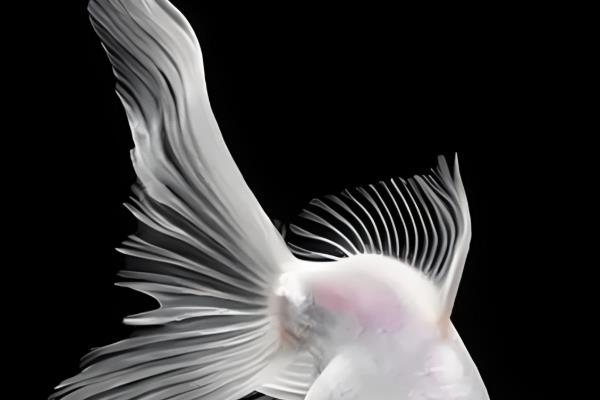 金鱼的鱼鳍数量，分为尾鳍、臀鳍、背鳍、腹鳍、胸鳍这5个