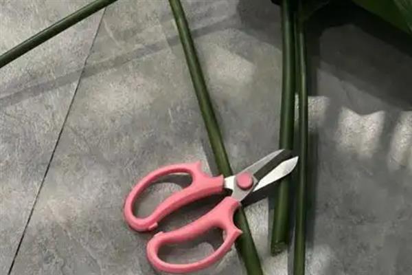 天堂鸟花叶子卷曲的处理方法，需及时补光并增加湿度