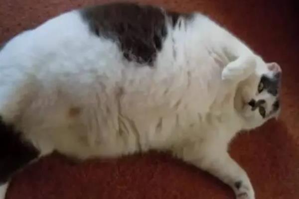 猫脂肪肝的症状，初期食欲会下降