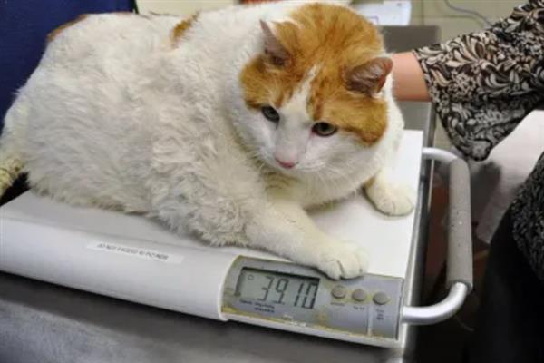 猫脂肪肝的症状，初期食欲会下降