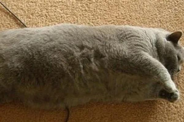 猫脂肪肝的症状，初期食欲会下降