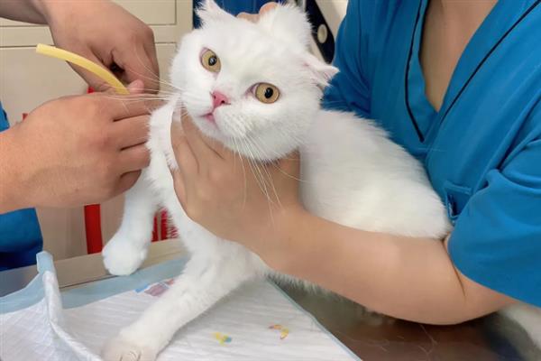 猫脂肪肝的症状，初期食欲会下降