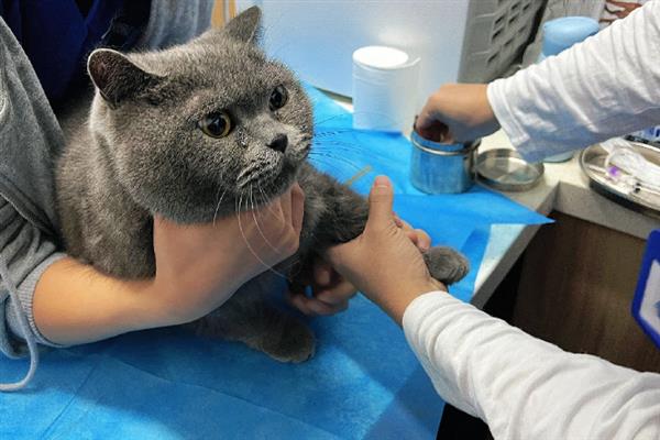 猫脂肪肝的症状，初期食欲会下降