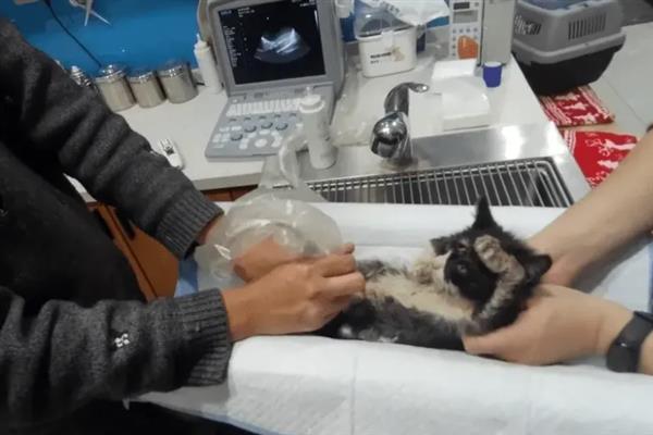 猫脂肪肝的症状，初期食欲会下降