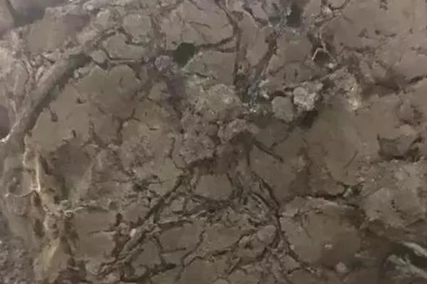 梅花的叶片一碰就掉的原因，通常是温度过高、土壤不适等因素造成
