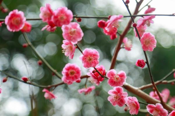 梅花的叶片一碰就掉的原因，通常是温度过高、土壤不适等因素造成