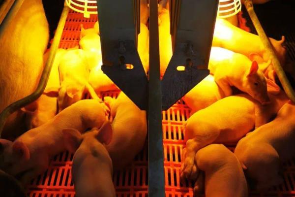猪用几瓦的保温灯合适，夏季需提供15瓦的保温灯