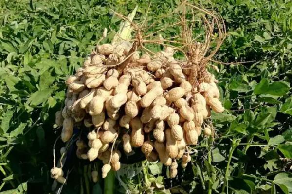 一般在什么季节收花生，露地花生通常在8月下旬到10月初收获