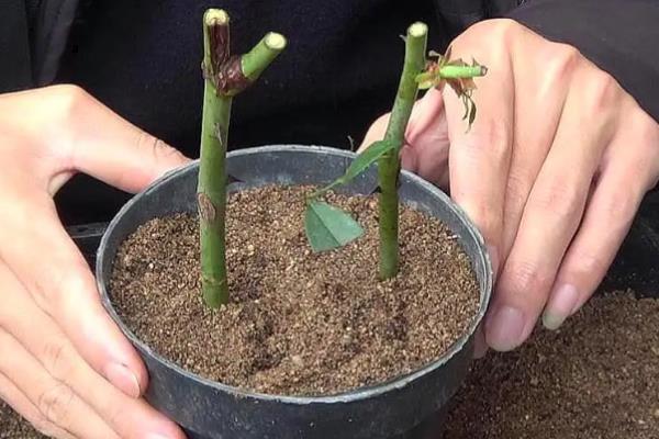佛见笑是什么植物，又叫荼蘼