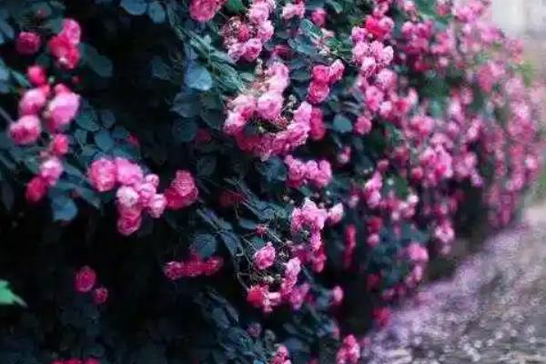 佛见笑是什么植物，又叫荼蘼