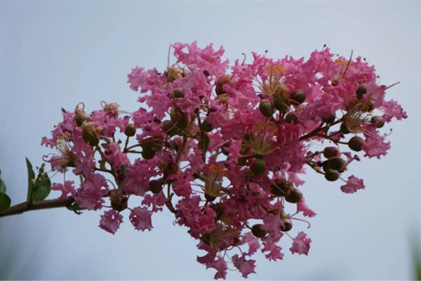紫薇花开的含义，代表坚强、雄辩