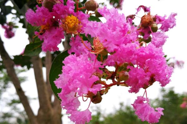 紫薇花开的含义，代表坚强、雄辩