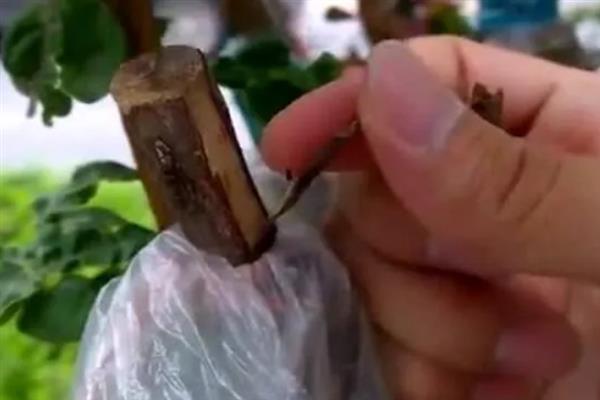 紫薇花开的含义，代表坚强、雄辩