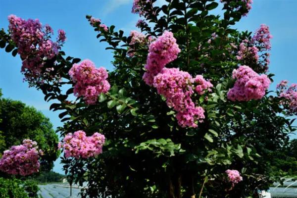 紫薇花开的含义，代表坚强、雄辩