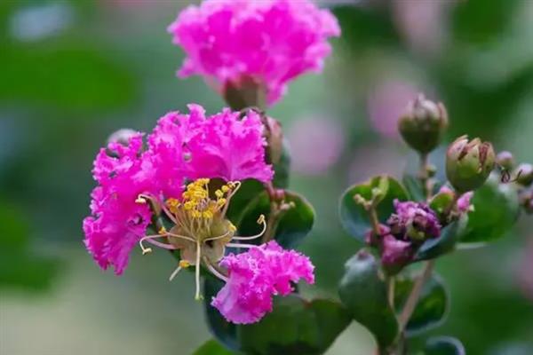 紫薇花开的含义，代表坚强、雄辩