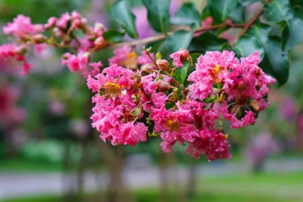 紫薇花开的含义，代表坚强、雄辩