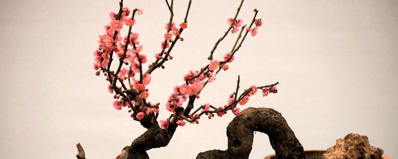 梅花的开放时间，以2-3月份为主