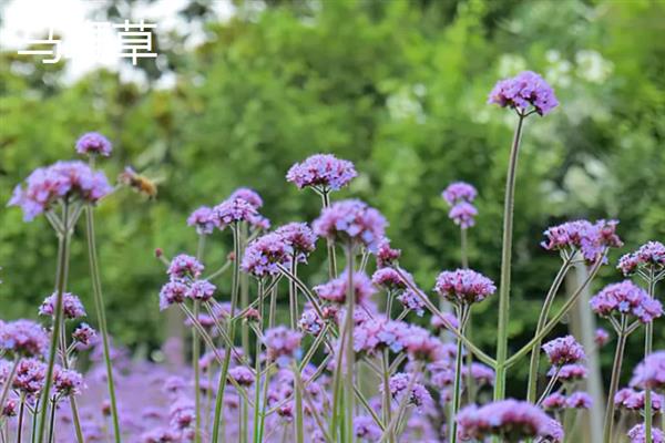 马鞭草有什么种类，分为柳叶马鞭草、柠檬马鞭草等品种