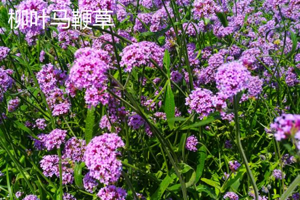 马鞭草有什么种类，分为柳叶马鞭草、柠檬马鞭草等品种