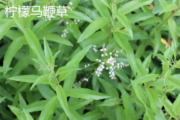 马鞭草有什么种类，分为柳叶马鞭草、柠檬马鞭草等品种