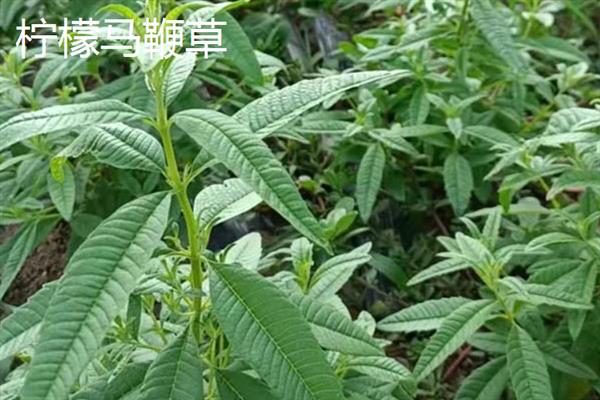 马鞭草有什么种类，分为柳叶马鞭草、柠檬马鞭草等品种