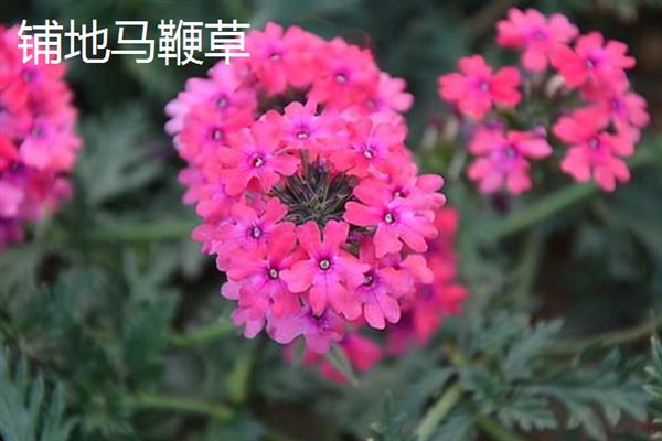马鞭草有什么种类，分为柳叶马鞭草、柠檬马鞭草等品种