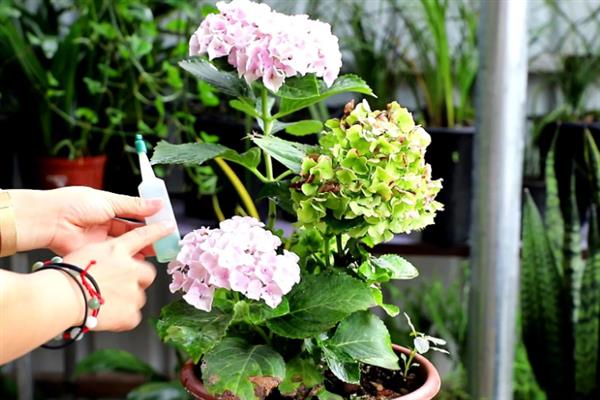 如何让绣球花多开花，将温度保持在20℃可促进花朵开放
