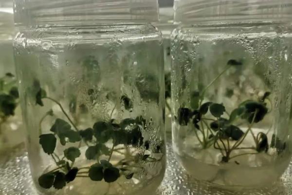 组织培养繁殖草莓苗的优点，繁殖速度快